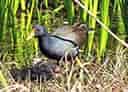 鳥類図鑑・バン 4